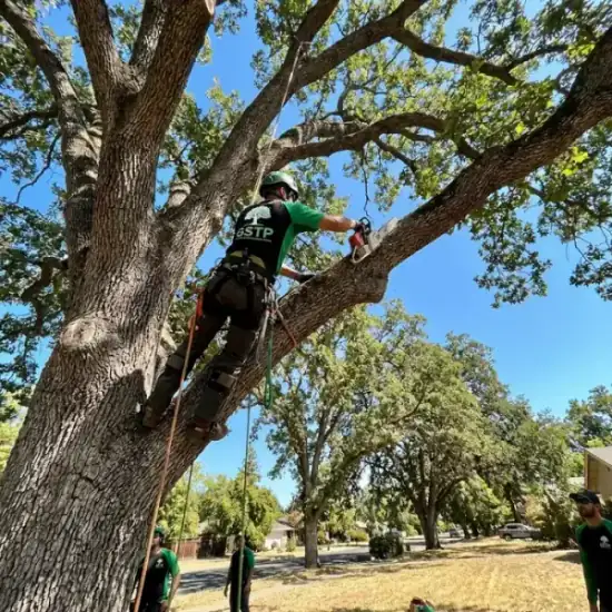 Certified arborist climbing a Nashville oak tree with chainsaw